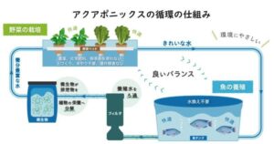 ガスパル、循環型農業「アクアポニックス」参入　都市遊休地活用で自社農場着工